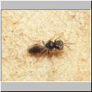 Diodontus tristis - Grabwespe 03 4mm.jpg